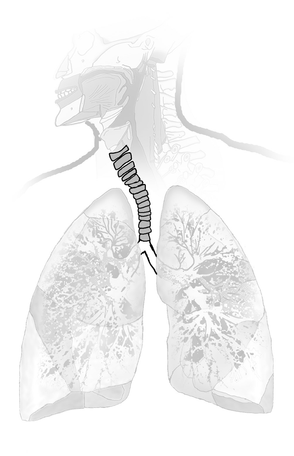 8 Trachea