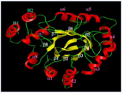 28 Şekil 1.3: Aldoz Redüktaz enziminin kristal yapısı (Barski ve ark., 2008) Enzimin aktif bölgesi fıçının iç kısmındaki karboksil ucunda yer almaktadır.
