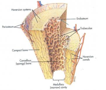 2.1. Kemiğin Yapısı ve Kalsiyum Metabolizması Kalsiyum, kemiğin en önemli yapıtaşlarından biridir ve vücuttaki Ca nın %99 u kemikte bulunmaktadır.