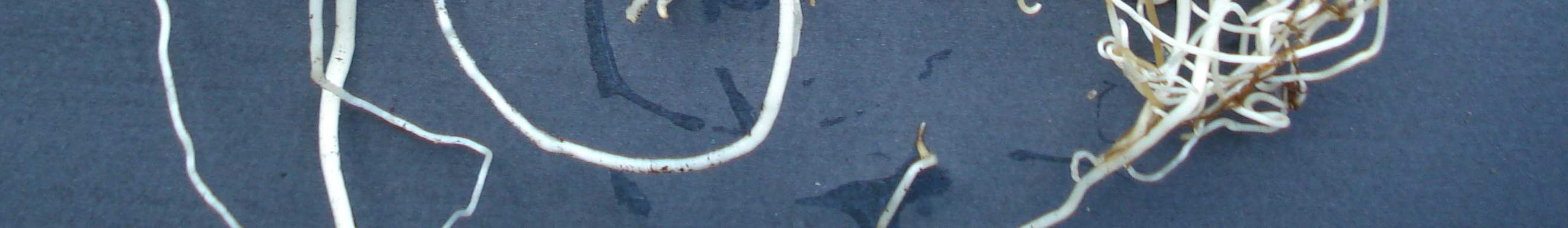 Soğan çapı 1.5 cm den büyük olan soğancıkların saksılara alındıktan 6 hafta sonraki durumları Şekil 4.