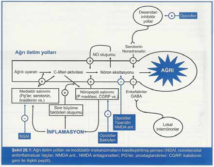 3 www.onersuzer.com; 02.10.2006 3 Analjezik ilaçlar Morfin benzeri ilaçlar. Nonsteroidal antiinflamatuar ilaçlar. Lokal anestetikler. Çeşitli santral etkili non-opioid ilaçlar (örn.