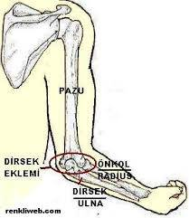 5 ÖRNEK PROBLEM (KAS MEKANİĞİ): Pazusu vücudu ile paralel bir işgörei ö kol uzuluğu 3 cm olup, ö kol yere paralel olmak üzere elide 1 kp yük taşımaktadır.