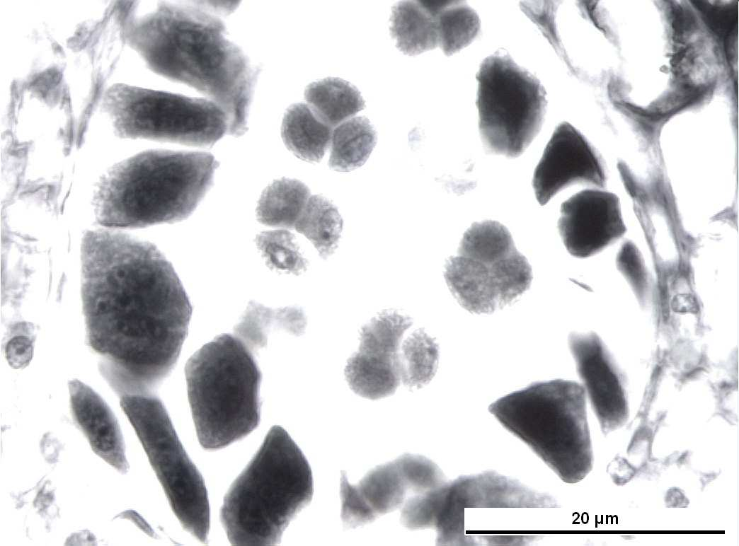 Şekil 4.18 Vitis vinifera L. cv.