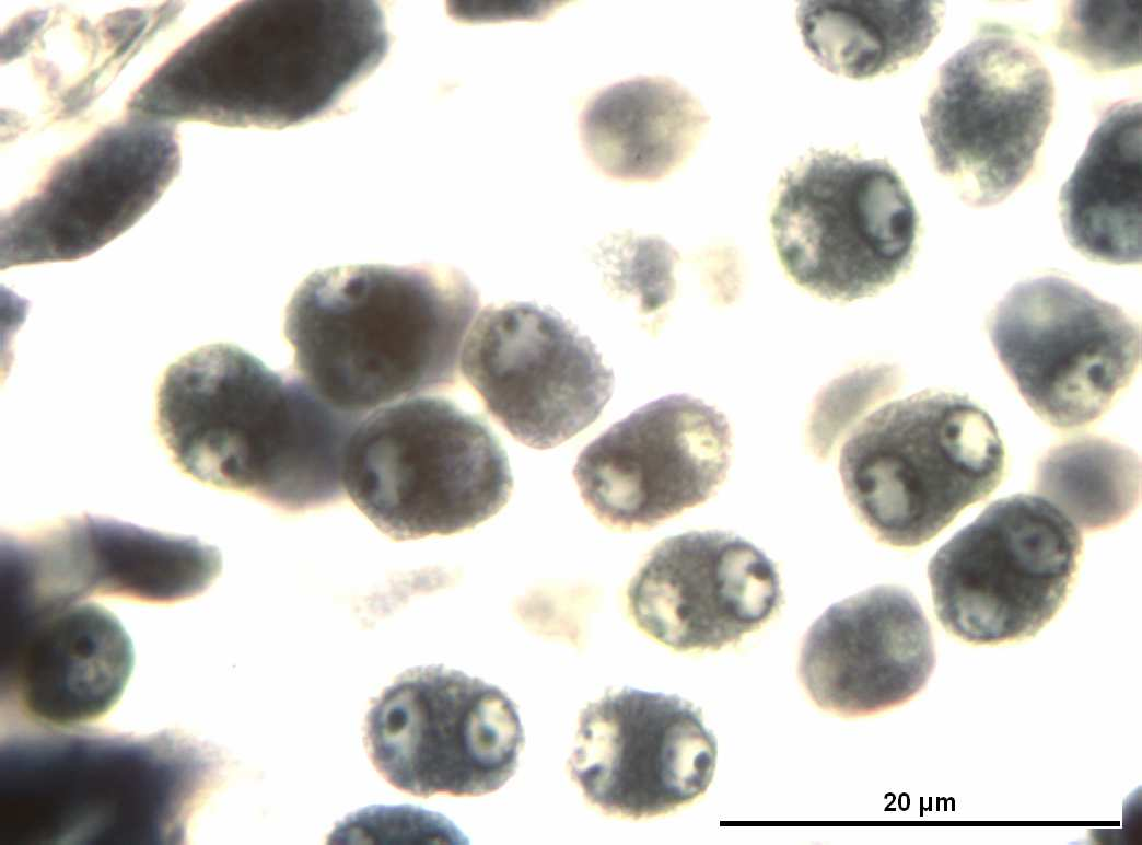 bozulmaları Bar = 20 µm Şekil 4.19 Vitis vinifera L.