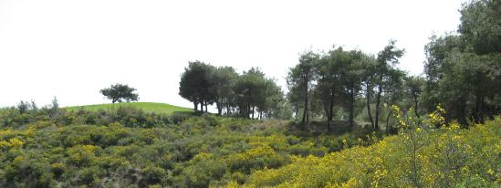 4.BULGULAR VE TARTIŞMA Yine bu ayrımda Şekil 4.9 da görüldüğü gibi üstteki gruplaşmada (A,B) Ceratonia siliqua, Fumana thymifolia, Rubia tenuifolia, Erica manipuiflora ayırıcı tür olarak belirgindir.