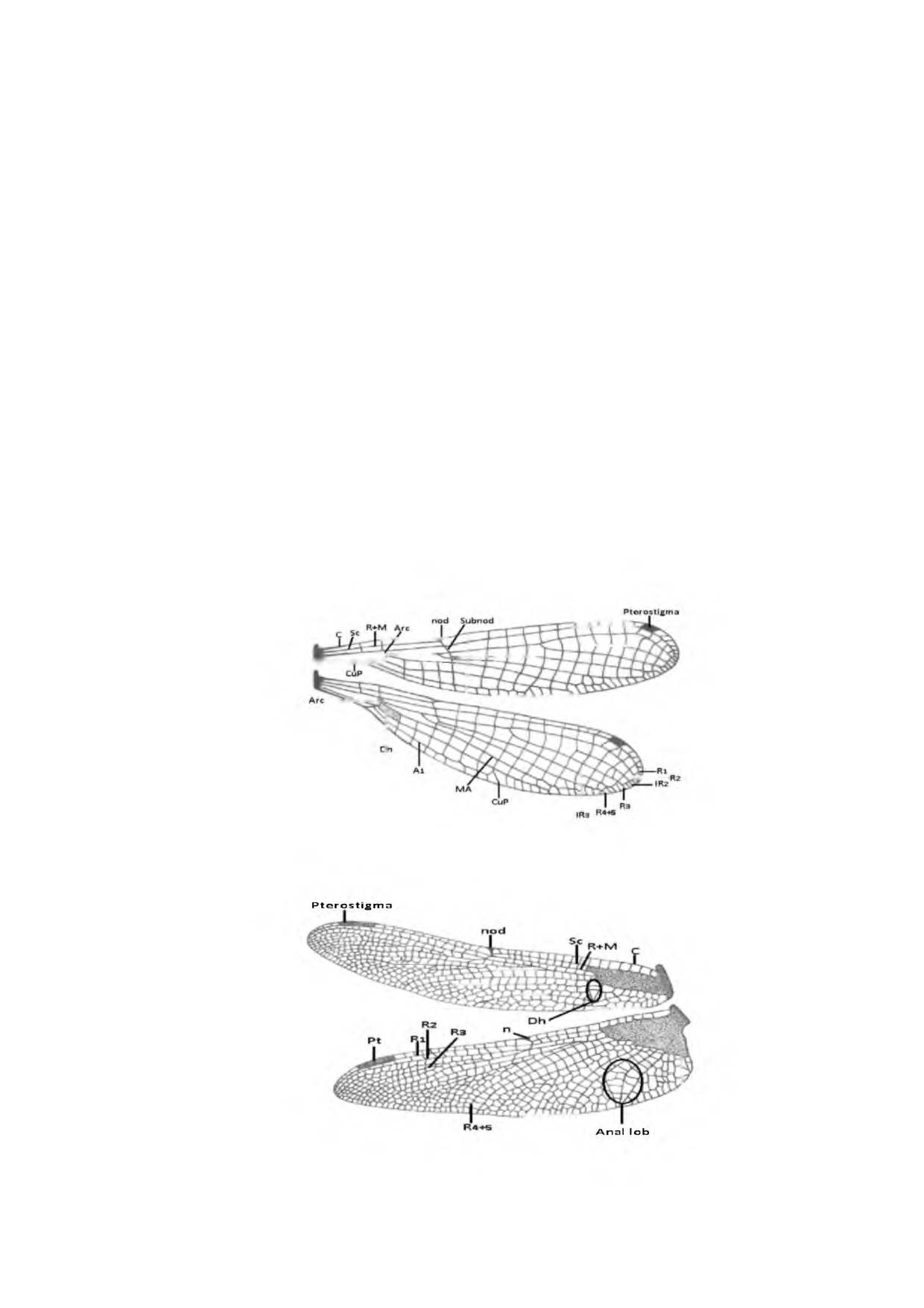 5 1.1.2.2. Kanatlar İyi uçucu olan Odonatlarda kanatlar, mesotoraks ve metatoraks segmentlerinin dorsalinden birer çift halinde çıkarlar.