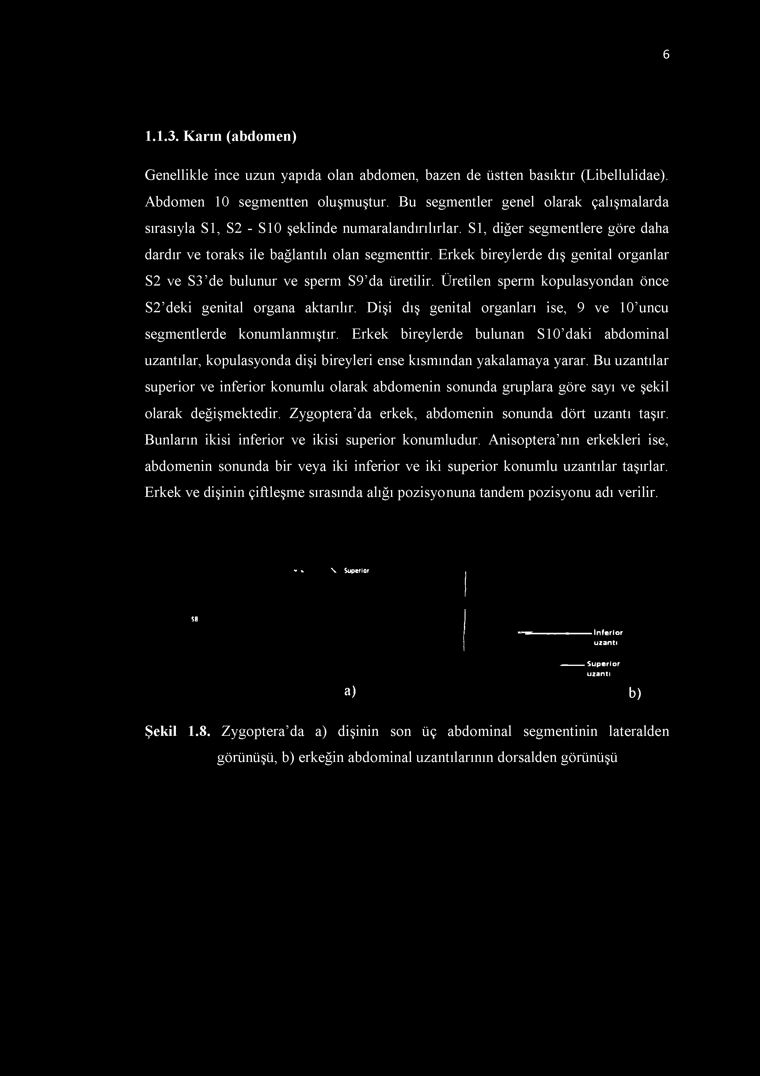 Erkek bireylerde dış genital organlar S2 ve S3 de bulunur ve sperm S9 da üretilir. Üretilen sperm kopulasyondan önce S2 deki genital organa aktarılır.