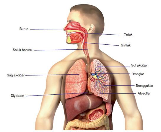 Bir dilbilim terimi olarak ses, konuşma diline ait, dilden dile sayıları ve özellikleri farklılık gösteren ve ses organlarıyla üretilen dilin en küçük birimidir. Resim 5.1.