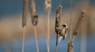 Bu türlerin hepsi de Filyos deltasında gözlenmiş ve fotoğraflanmıştır. Bu veriler Filyos nehrinin denize döküldüğü bölgenin Türkiye nin önemli kuş alanlarından birisi olduğunu ortaya koymaktadır.