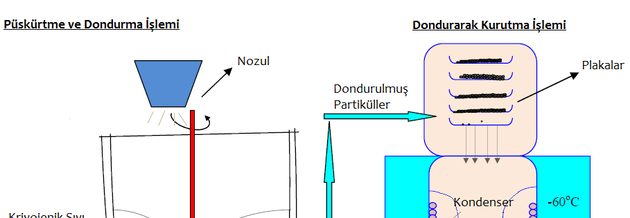 süblimasyon ile kurutulması (Lamprect ve ark., 20).