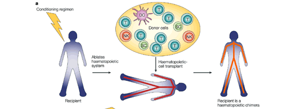 farklılaşmaya destekler Donör hücrelerinin