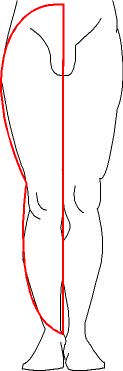 Bacağın bütününe bakıldığında dış hatları uzatılmış B harfine benzetilebilir.