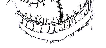 gastroepiploica dextra veya sinistranın korunması esastır (Şekil 1). Arterlere venler de benzer şekilde eşlik eder.