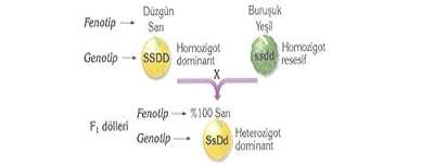 eşleşmes sonucunda tümü aynı olan genotpl F döllern elde etmştr. döllern elde ettten sonra bunları end aralarında çaprazlamıştır. X sonucunda aşağıda gözlemler elde etmştr.