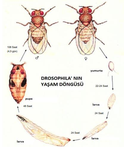 2. GENEL BİLGİLER 2. 1. Drosophila melanogaster D.