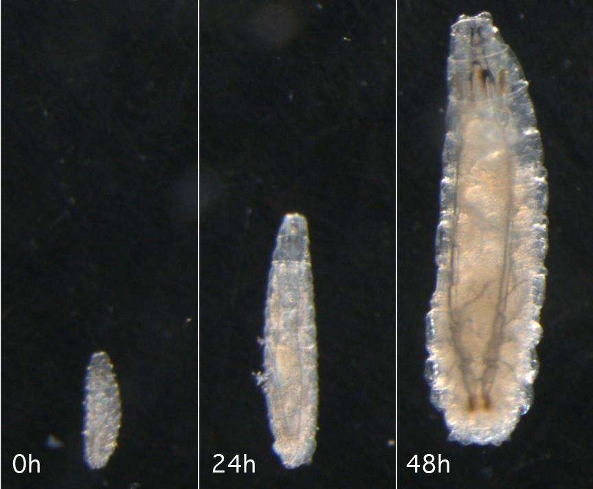 2. 2. 2. Larva Embriyonik gelişimin tamamlanmasının ardından, yumurtanın ön kutbundan iç basıncın yükselmesi ve kasların kasılmasıyla koryon zarı patlar ve larva ortaya çıkar.