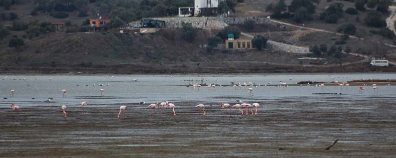 Milas Cumhuriyet Başsavcılığı tarafından yürütülen soruşturma kapsamında, Milas ilçesi ile Aksaray ve Mersin de eş zamanlı operasyon düzenlenmişti.