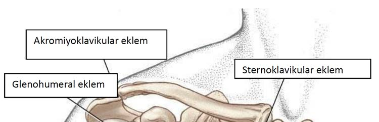 3 2.GENEL BİLGİLER 2.1. Omuz Bölgesi Eklemleri ve Biyomekaniği gelir.