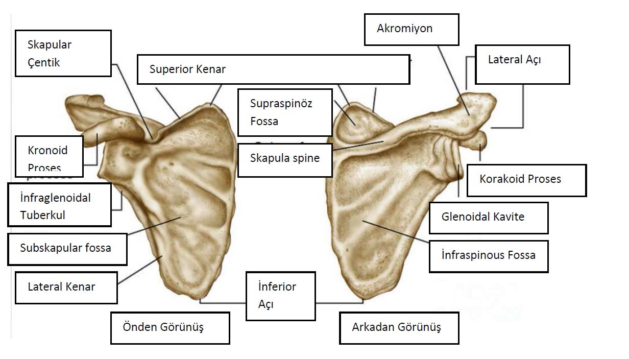 9 skapulanın en kısa kenarıdır. Bu kenarın lateral kısmında incisura skapula ve onun da lateralinde prosessus korakoideus adı verilen bir çıkıntı bulunur (23).