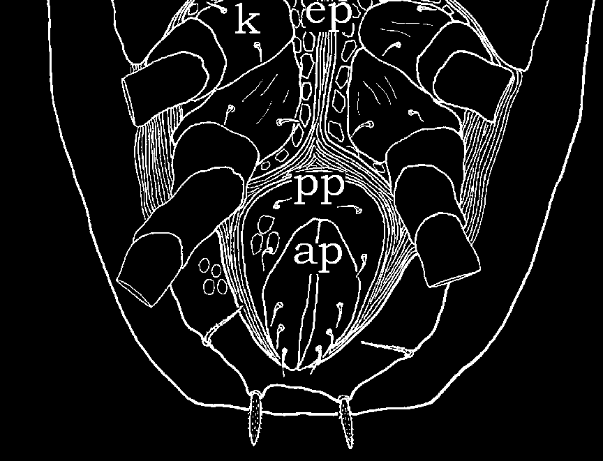 24 G.U. J. Sci., 17(4):21-27 (2004)/Salih DOĞAN*, Sedat PER, Nusret AYYILDIZ, Qing-Hai FAN A B Figure 2. Eustigmaeus erciyesiensis (Female). A) ventral view, B) leg I.