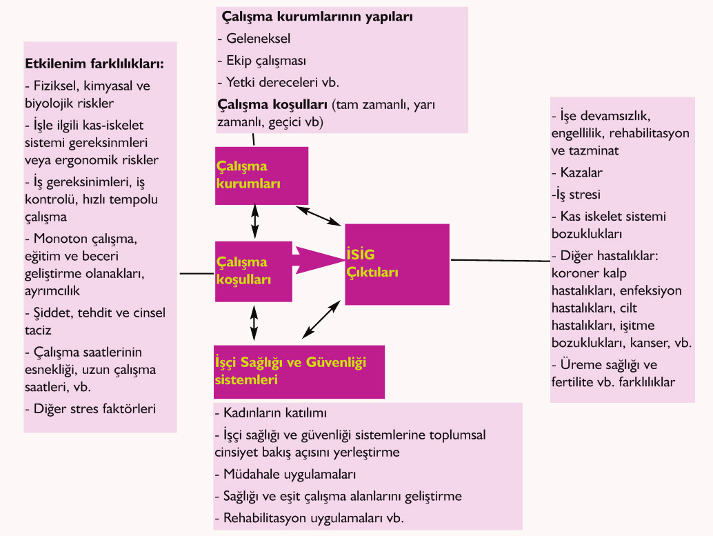 Bunun yanı sıra; İşçi sağlığı ve güvenliği sistemlerinin kadın çalışanların katılımına, toplumsal cinsiyet bakış açısının olup olmadığına, sağlığı geliştirme müdahalelerinin ve rehabilitasyon