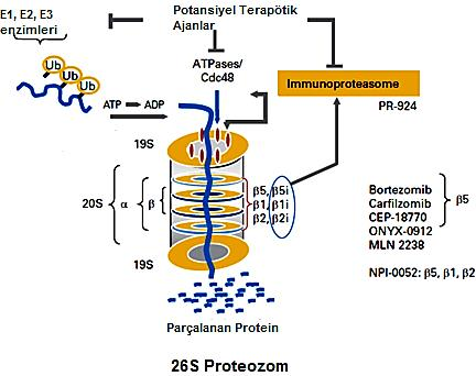 183 GİRİŞ Kanser, hücrelerin kontrolsüz olarak çoğalması veya anormal hücrelerin apoptoza uğrayamaması olarak tanımlanmaktadır.