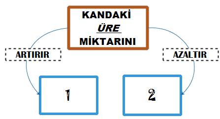 22) Aşağıdaki dallanmış ağaç etkinliğinde doğruları