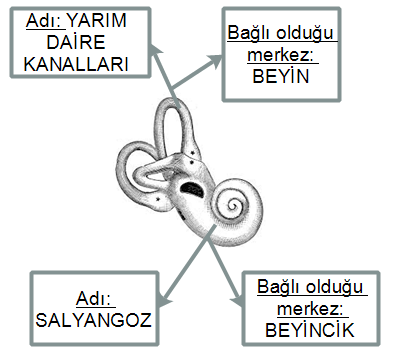 26) Anıl, aşağıda iç kulakta bulunan 2 yapıya ait bilgiler yazmıştır. Arkadaşları Anıl ın yazdıklarıyla ilgili tartışmaktadır.