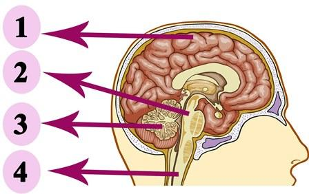 Şekilde iç salgı bezleri ve bu bezlerin salgıladığı hormonlar verilmiştir. Buna göre hangi hormonlar yer değiştirirse hepsi doğru olur?