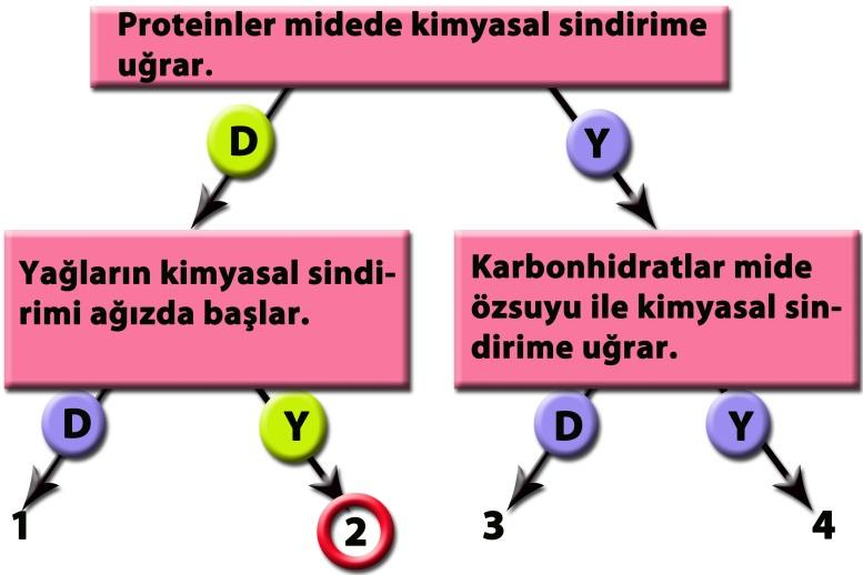 48) G.M.P.O. FEN 7. SINIF 1. DÖNEM 3. YAZILI ÖNCESİ ÇALIŞMA SORULARIDIR.