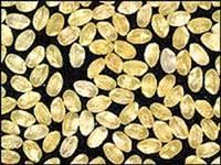 Beta karoten (provitamin A) üreten altın pirinç