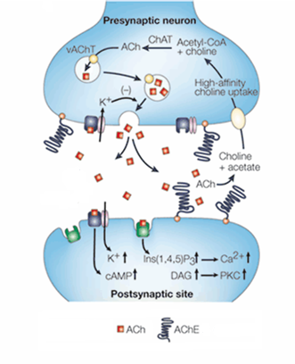Asetilkolin (Ach) reseptörü Ach sinap?k aralıkta aseplkolin esteraz (AChE) enzimi taralndan hızla ortadan kaldırılır.