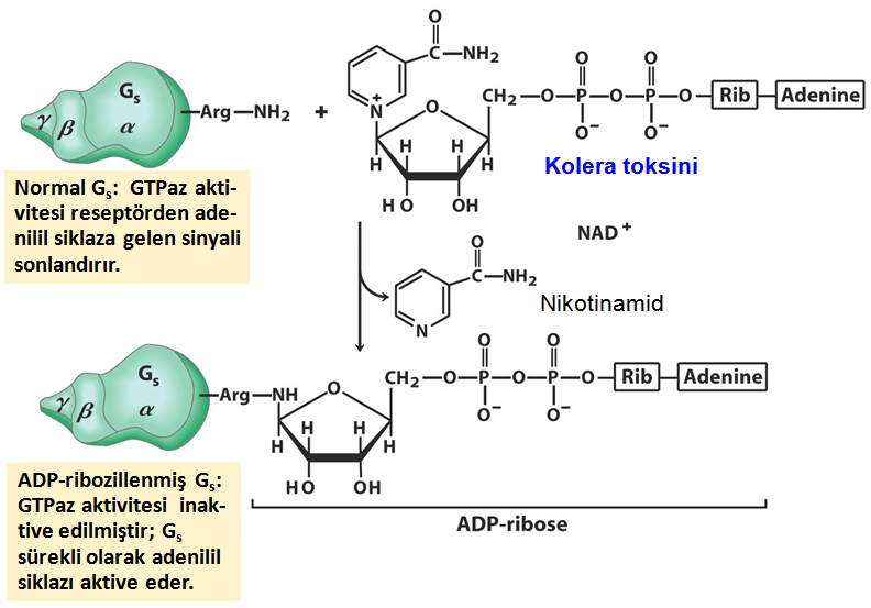 GPCR akpvitesi ile ilgili hastalıklar Örnek :