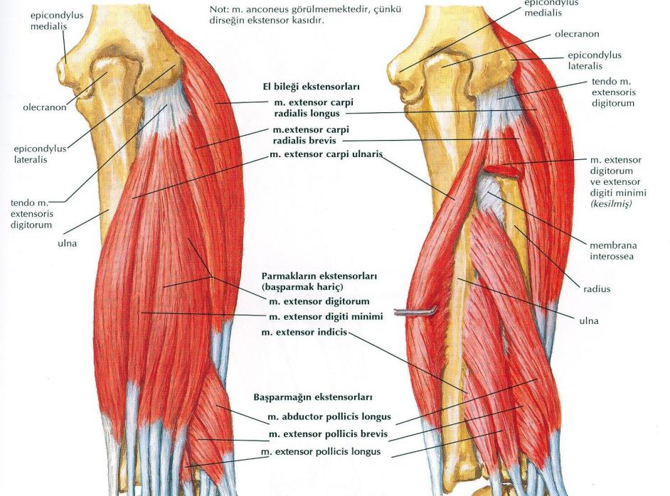 10 Ekstansör-supinatör kasları; brakioradialis, ekstansörkarpi radialis brevis ve longus, supinatör, ekstansör digitorum, ekstansör karpi ulnaris (EKU) ve ekstansör digiti minimi (EDM) kasları içerir.