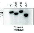 Aynı atpa promoter/utr tarafından kontrol edilen,üç transplastopik proteinelerin anlatımı izlenmiştir.