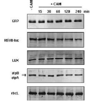 Recombinant proteinlerin in vivo turnoveri Transgenik suşlar 1 x 10 6 cell/ml,4500 lux yetiştirilmiştir.