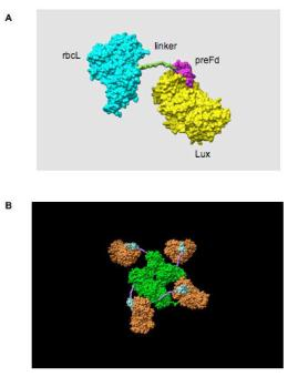 Model of the Rubisco LSU-luciferase fusion protein A.
