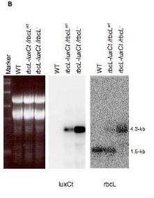 Transgenik LuxCt nin mrna rı 1.Nothern blot analiz ile total mrna nın kloroplasttakı ekspresyonu gösterilmiştir 2.