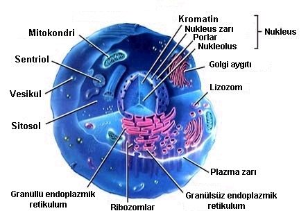 Hayvan hücresi aşağıda belirtilen kısımlardan oluşur Hücre zarı Hücre çekirdeği (nukleus) - Çekirdek zarı - Nukleoplazma - Kromozomlar - Çekirdekçik (nukleolus)