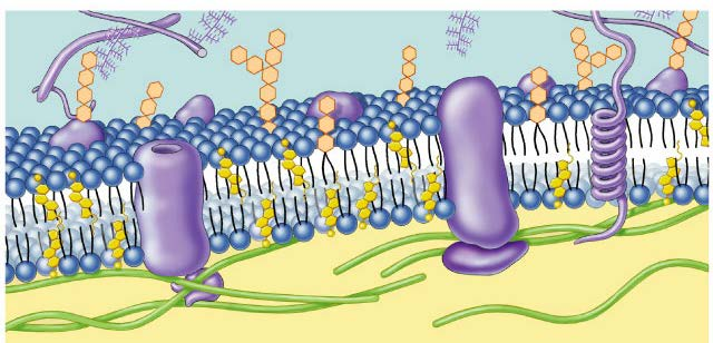 Hücre membranı (zarı) Hücre membranı, hücreyi ve hücre organellerini sararak dış