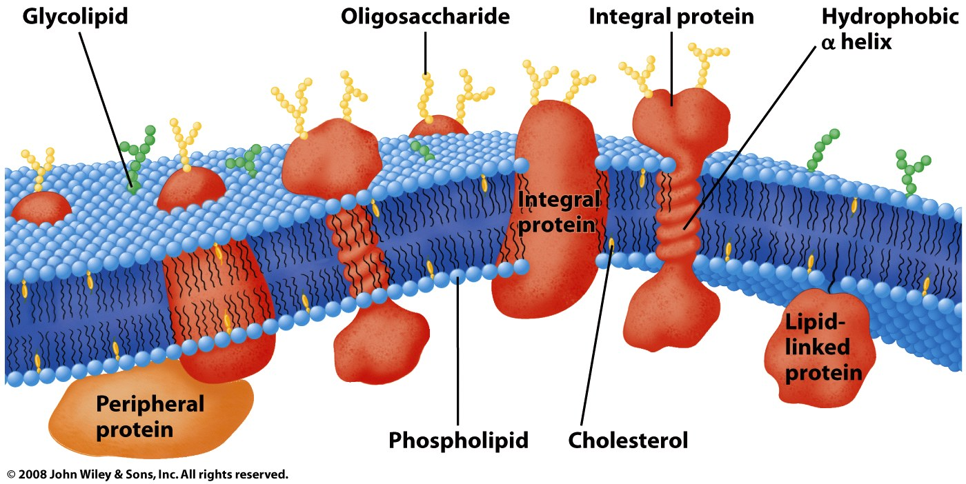 Glikolipit Oligosakkarit İntegral protein