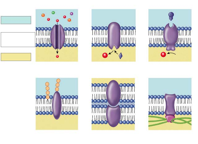 Membran Proteinlerin fonksiyonları Dış taraf Plazma membranı İç taraf Taşıyıcılar Enzim