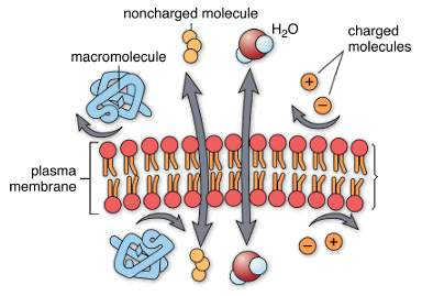 Yüksüz molekül Makromolekül Yüklü molekül Plazma membranı Membran yarı geçirgendir, yani bazı maddelerin membrandan serbestçe geçmesine (diffüze