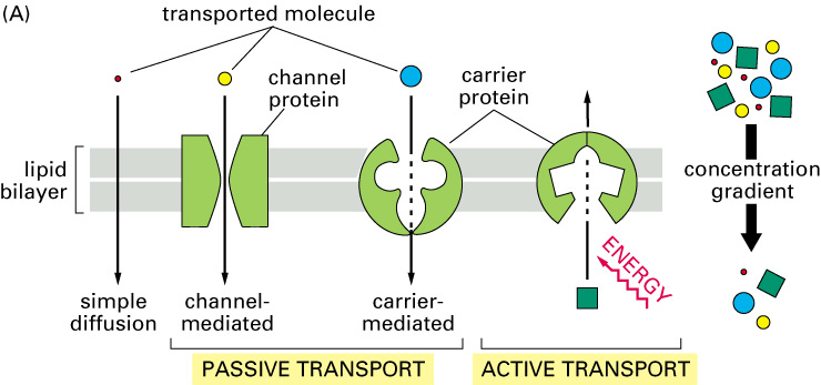 Taşıma Modelleri Pasif ve Aktif Transport Taşıyıcı proteinler: pasif ve aktif transport Kanallar: sadece pasif Taşınan molekül Kanal proteini Taşıyıcı