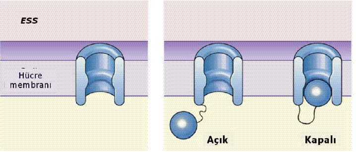 yönünde, enerji harcanmadan gerçekleşir.