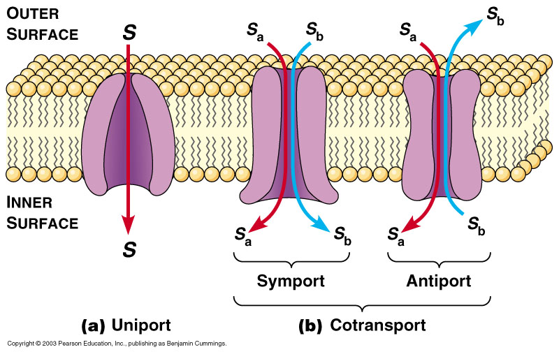 Transport (taşıma): uniport/kotransport Uniport sistemi tek bir solütü çift yönde taşıyabilir.