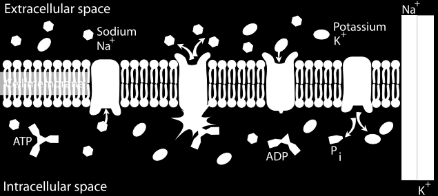 Primer aktif taşıma Na + K + ATP az: Na