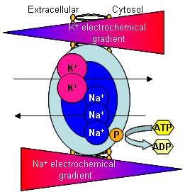 Ekstrasellüler sıvı Sodyum Potasyum ATP
