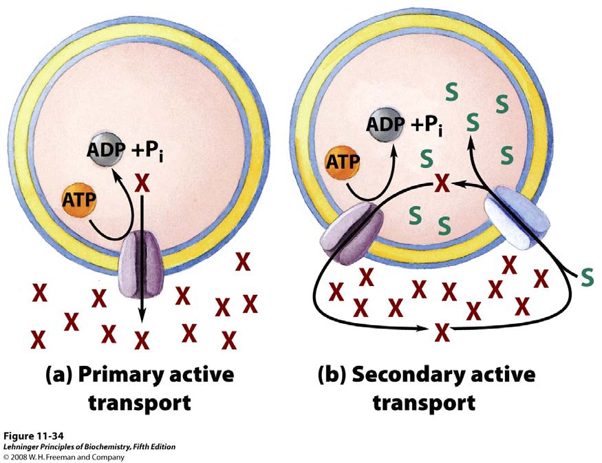 Sekonder aktif taşıma simport Primer aktif taşıma Sekonder aktif taşıma Enerji olarak doğrudan ATP değil, iyon konsantrasyon gradientini kullanır. (Na gradyenti ile aa.