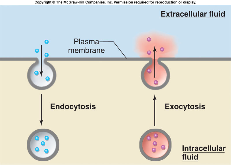 Büyük moleküllerin membranı geçme hareketi Endositoz ve Ekzositoz Büyük moleküller hücre içine ve dışına membrandan